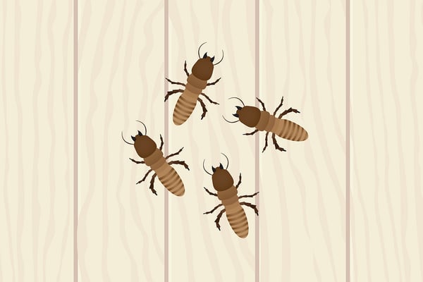 Does Texas Home Insurance Cover Termites?