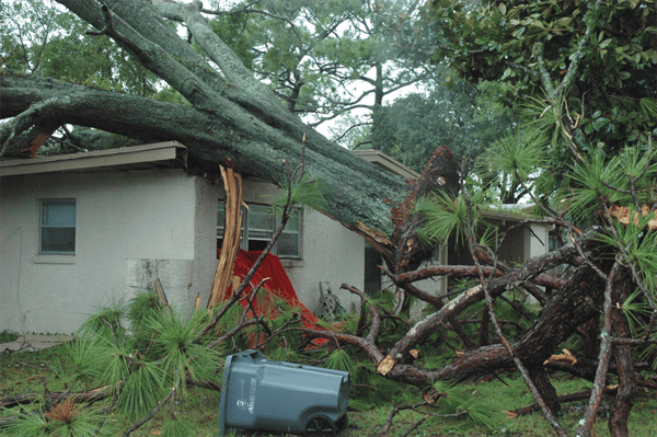 Who Pays When My Tree Falls On My Neighbors Home