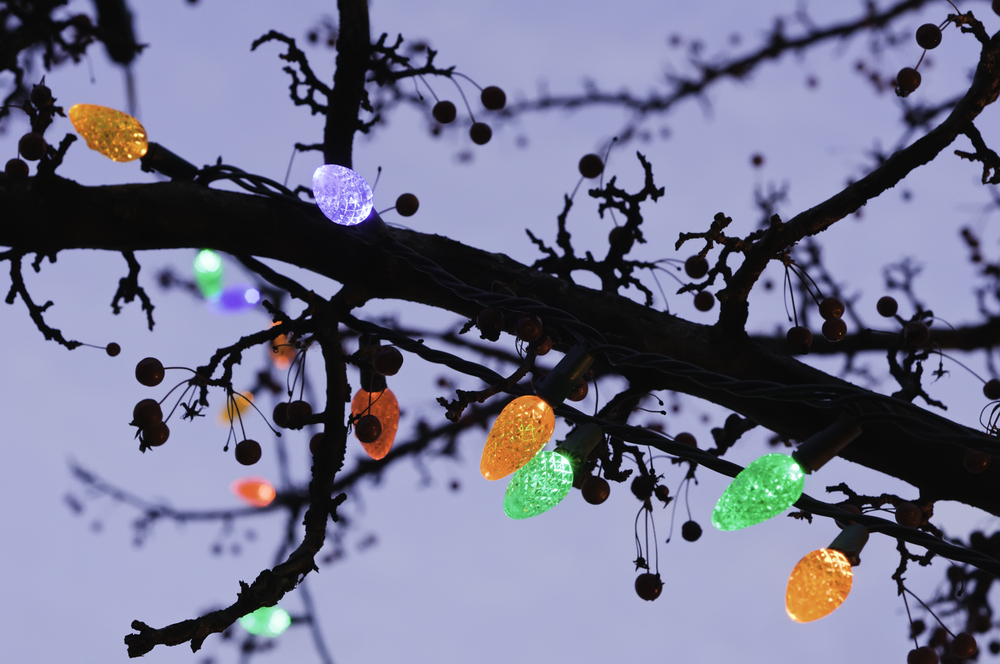 Holiday lights along silhouette of tree branch at sunset