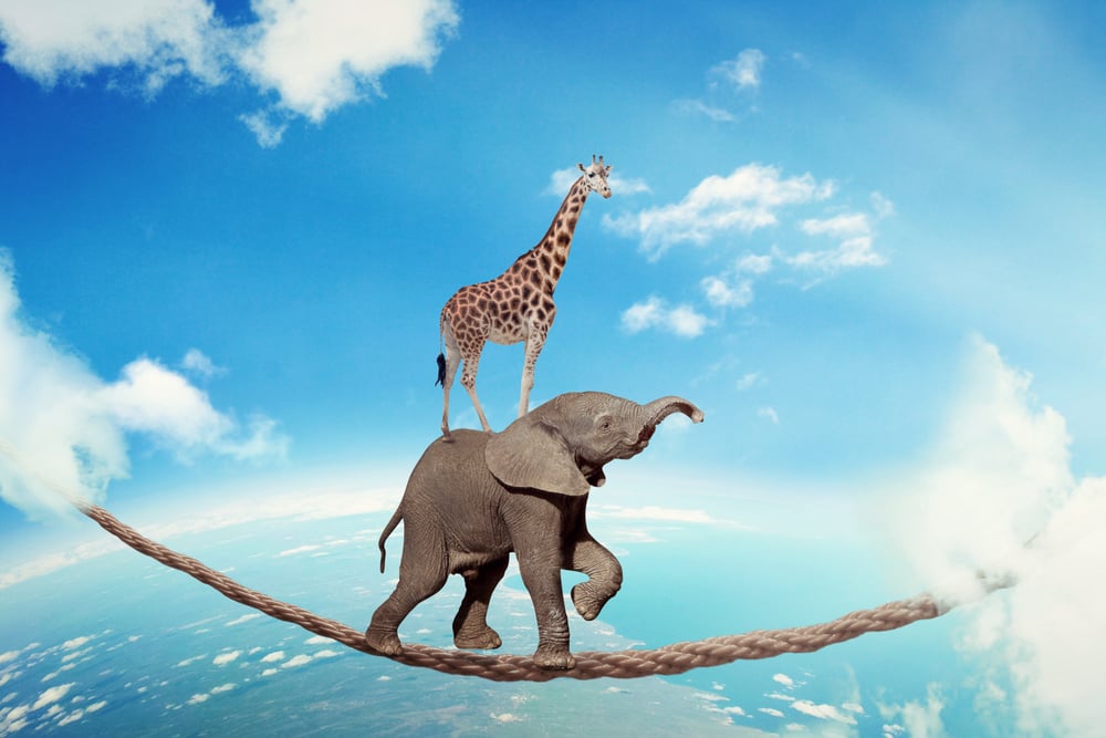 Managing risk business challenges uncertainty concept. Elephant with giraffe walking on dangerous rope high in sky symbol balance overcoming fear for goal success. Young entrepreneur corporate world